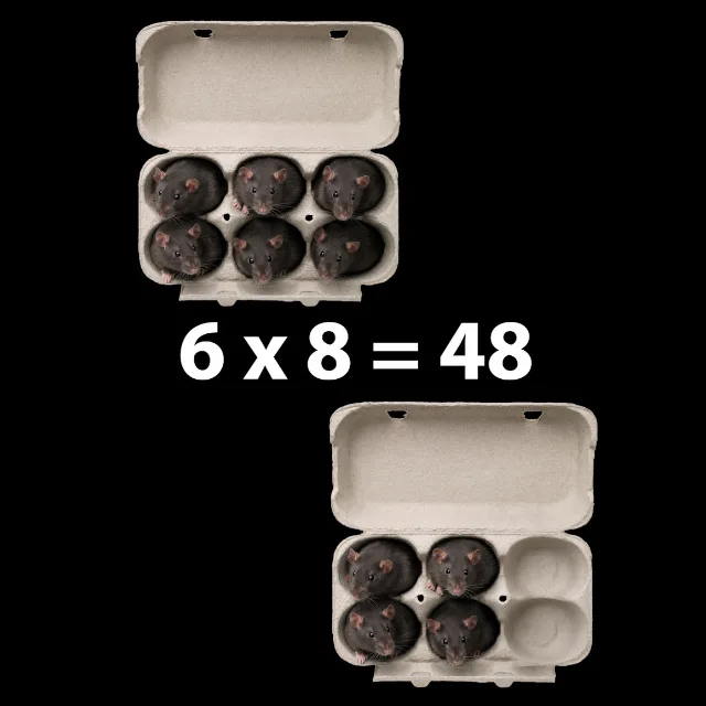 Sex råttor blir fyra råttor: 6 x 8 = 48